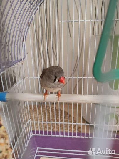 Зебровые амадины