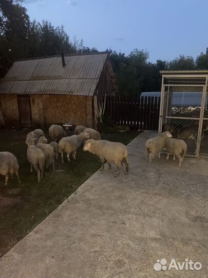 Овцы куйбышевской породы