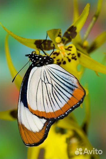 Живые Бабочки т/б-184