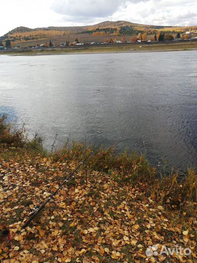 Кедровый орех продать