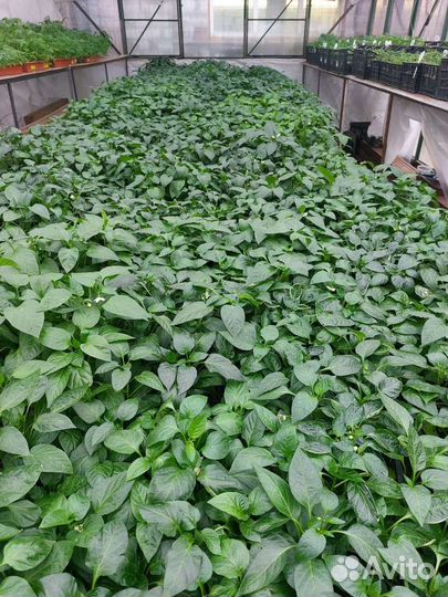 Продажа рассады перца