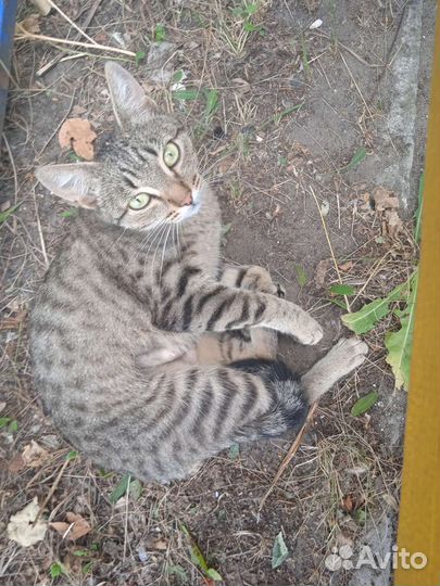 Европейская