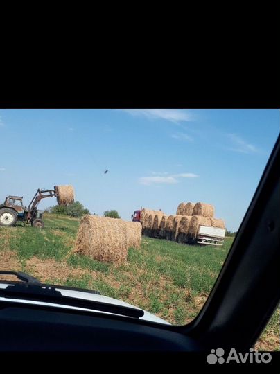 Сено люцерны в рулонах со склада