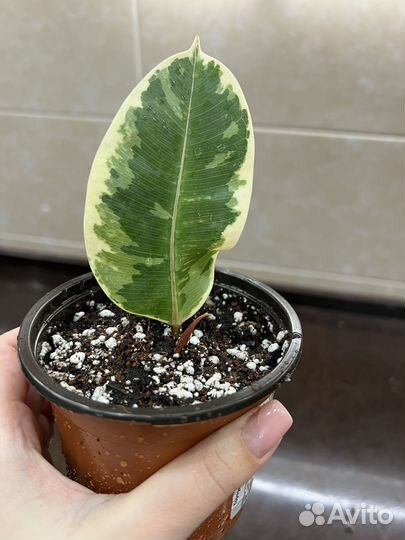 Фикус эластика тинеке