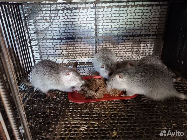 Нутрии 5-ть месяцев