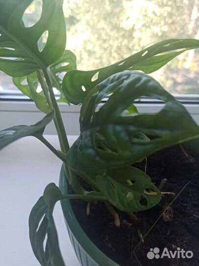 Комнатные цветы антуриум