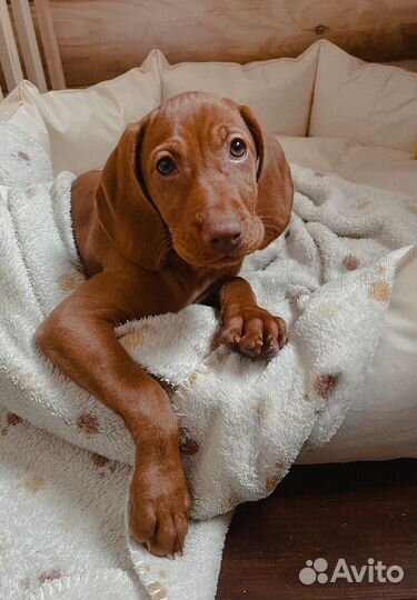 Венгерская выжла щенки