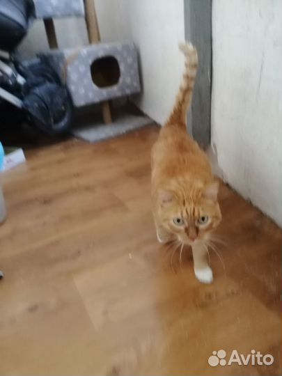 Классный кот - в добрые руки