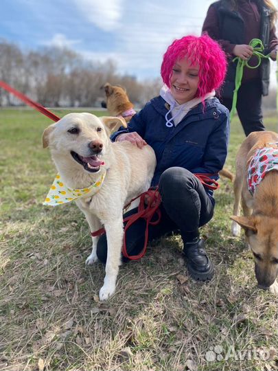 Красавец Сахар ждёт хозяина