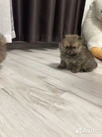 Щенки померанского шпица