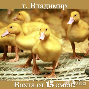 Вахта/Упаковщики /полуфабрикаты/г. Владимир