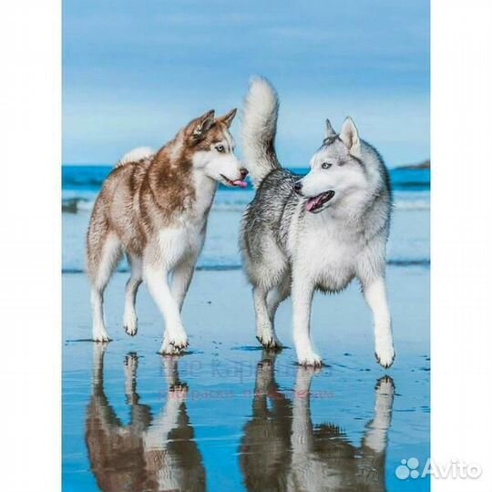 Картина по номерам 20x30 Две довольные лайки на бе