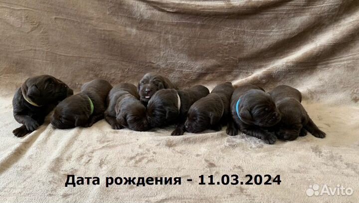 Лабрадор щенки шоколадные