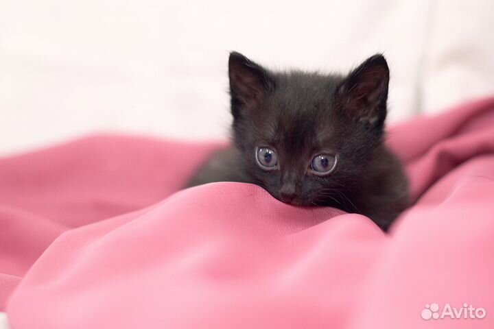 Отдам котёнка