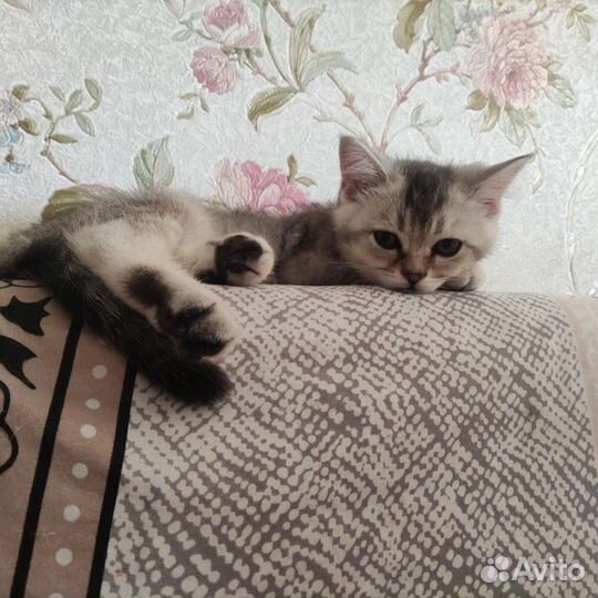 Шотландский котенок скоттиш страйт