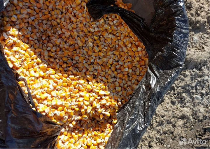 Рожь яровая, Фуражная кукуруза на корм