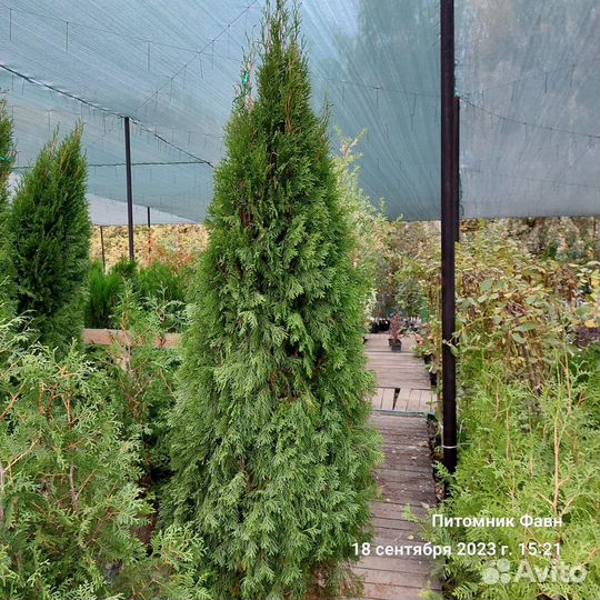 Туя Западная Смарагд 200-220
