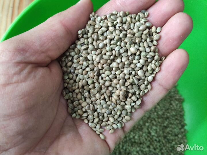 Настоящее конопляное масло холодного отжима