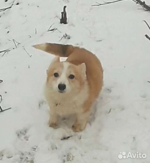 Вельш-корги пемброк