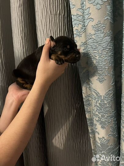 Щенки добермана