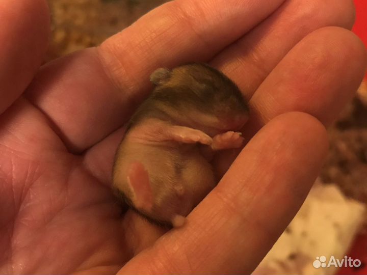 Джунгарские хомячки