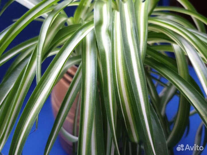 Хлорофитум