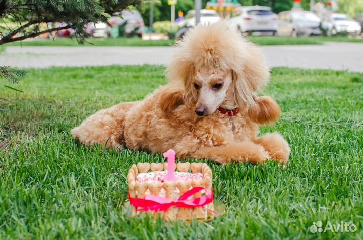 Торты для собак и кошек