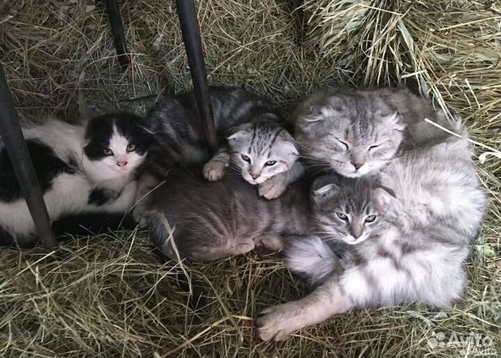 Котенок мальчик вислоухий
