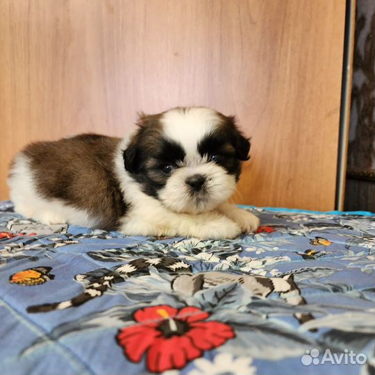 Щенки ши-тцу. Купить ши-тцу в питомнике