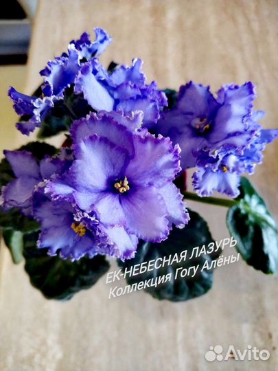 Фиалки Детки