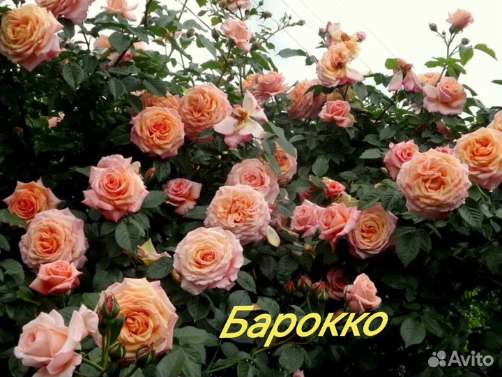 Саженцы роз