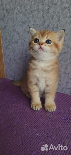 Шотландская