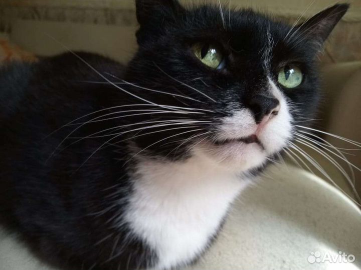 Кошка в добрые руки бесплатно