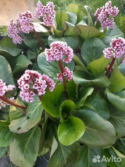 Рассада цветов