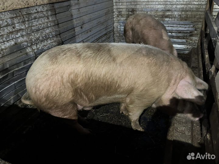 Хряк ландрас