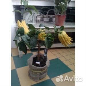 Цедрат Рука Будды цитрус с необычными плодами и др