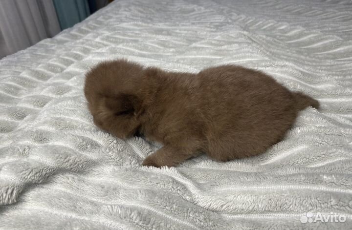 Циннамон Британский котенок кошка