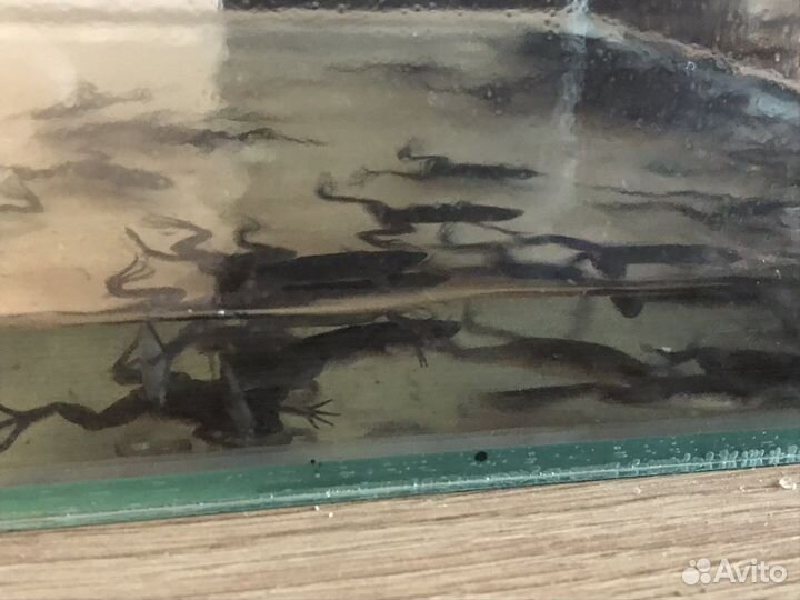 Пипа Корвальо