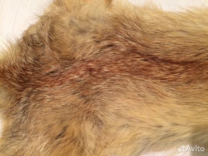 Шкура лисы