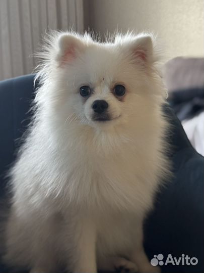 Померанский шпиц