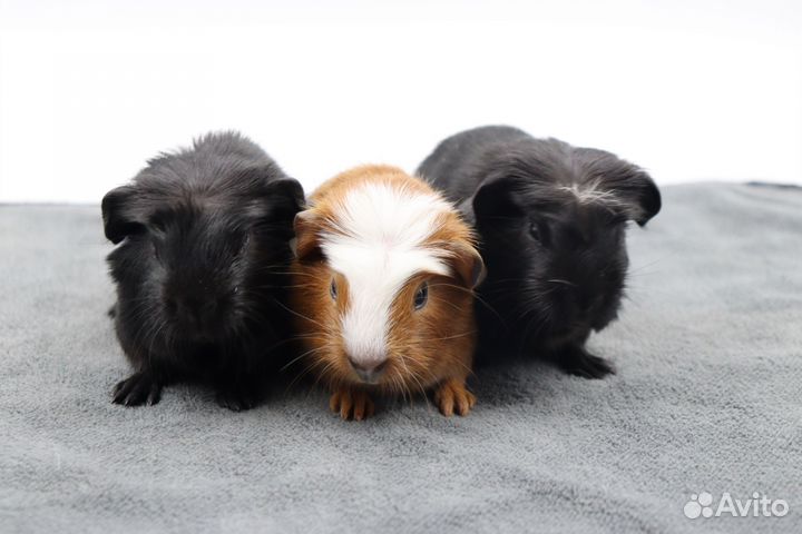 Морские свинки