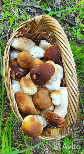 Грибы свежие