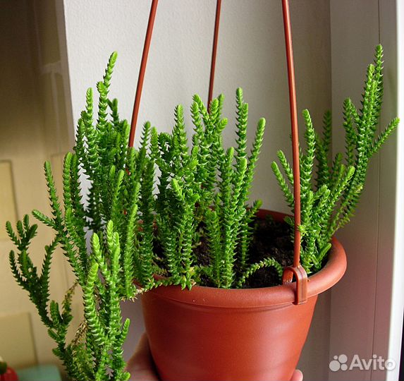 Суккуленты домашние (№1)