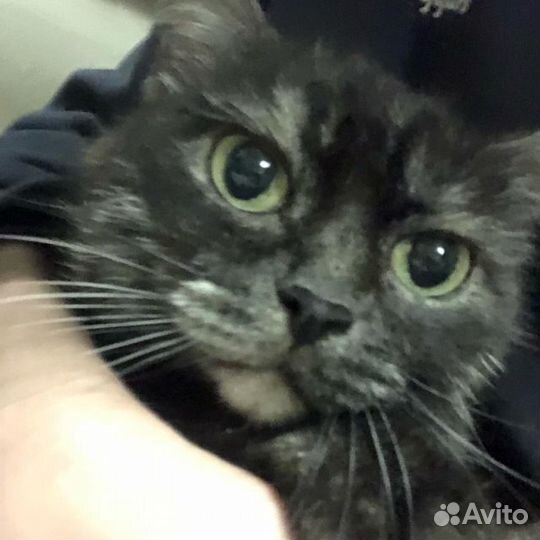 Котëнок Буся в добрые руки