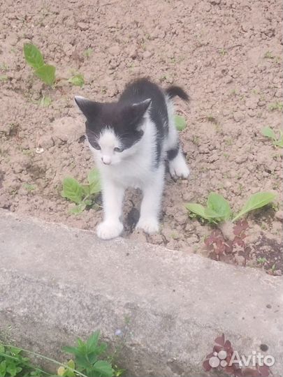 Котёнок 1 месяц