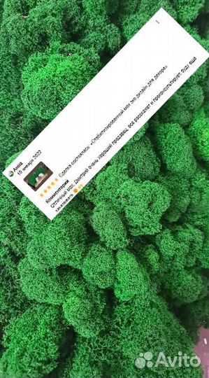 Стабилизированный мох для декора помещений интерье