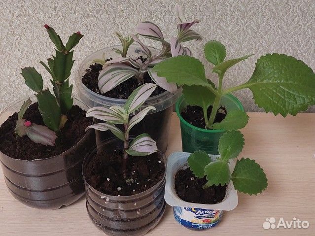 Комнатные растения цветы