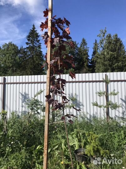 Клен канадский краснолистный