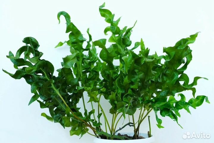 Папоротник Микросорум Зелёная волна
