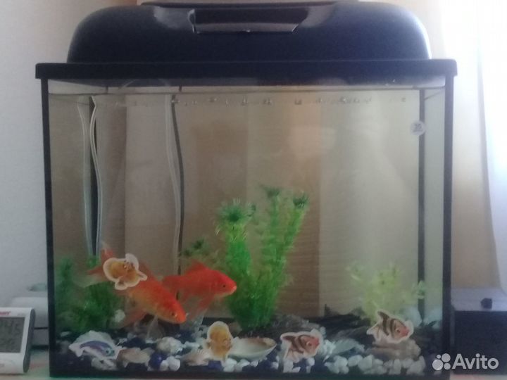 Аквариум